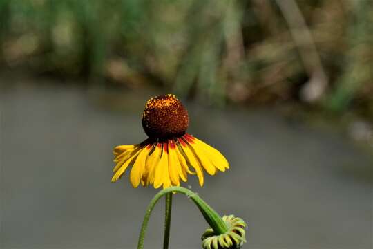 Image of Helenium amphibolum