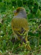 Image of Cape Canary