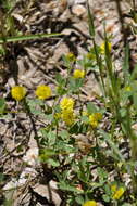 صورة Trifolium campestre var. campestre