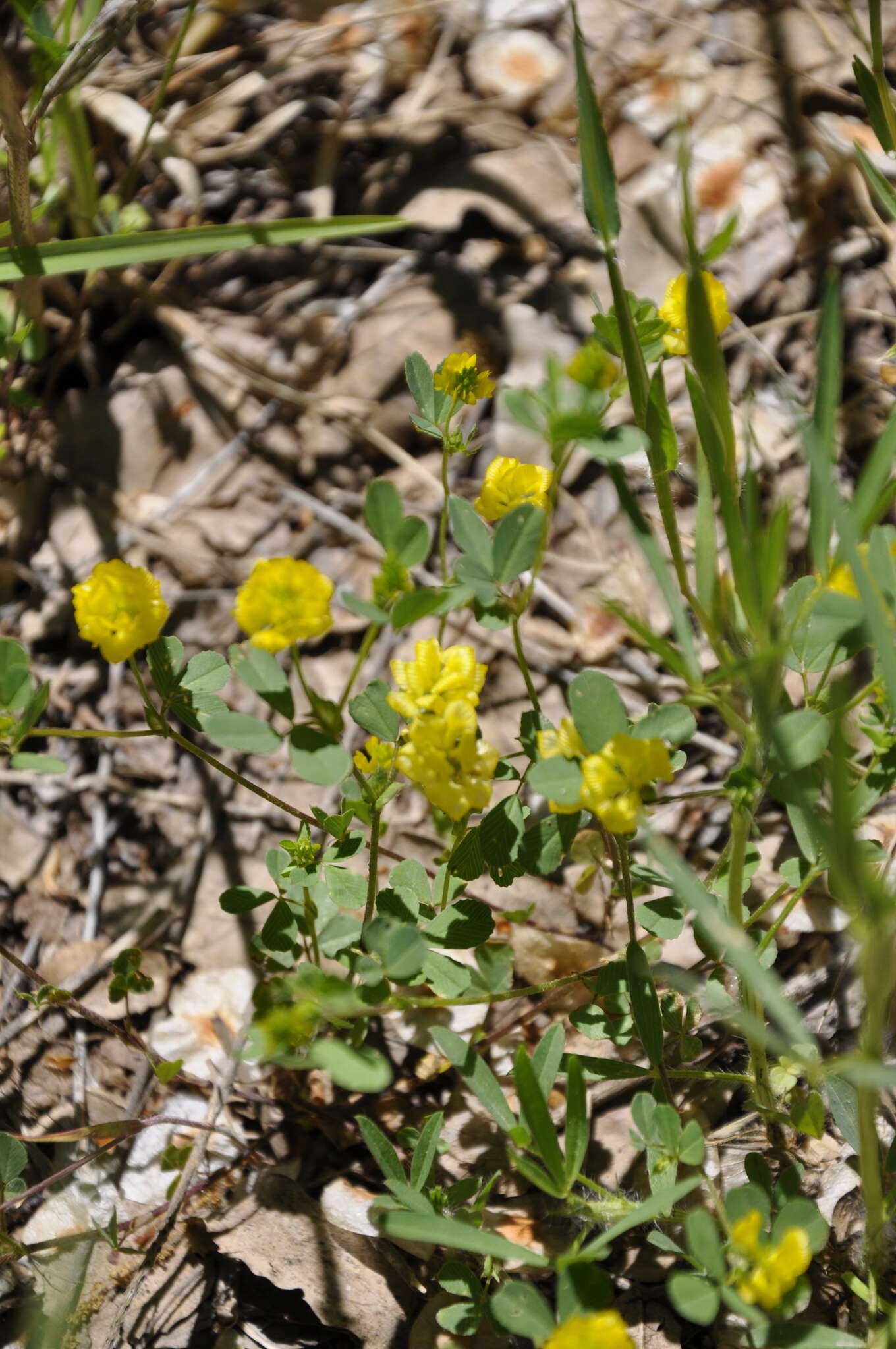 صورة Trifolium campestre var. campestre