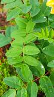 Imagem de Astragalus frigidus (L.) A. Gray