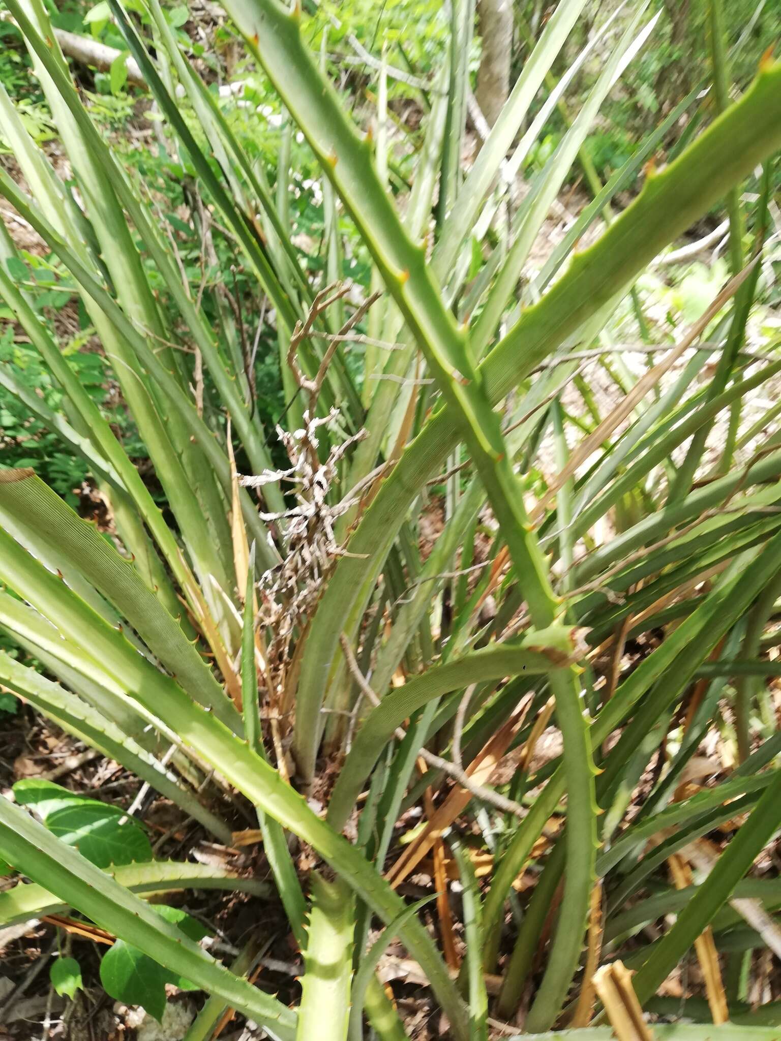 Bromelia palmeri Mez的圖片