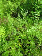 Achillea ptarmicoides Maxim. resmi