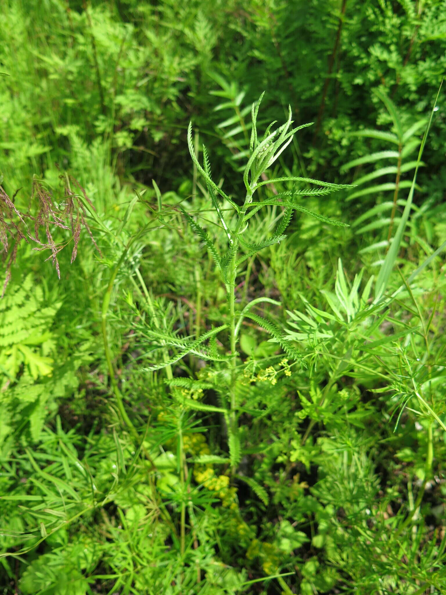 Achillea ptarmicoides Maxim. resmi