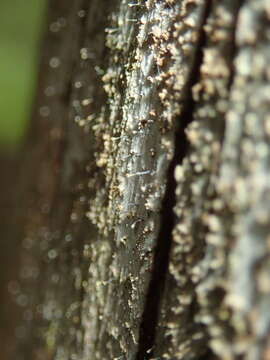 Image of needle lichen