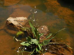 Image of Narrow-leaved Water-plantain
