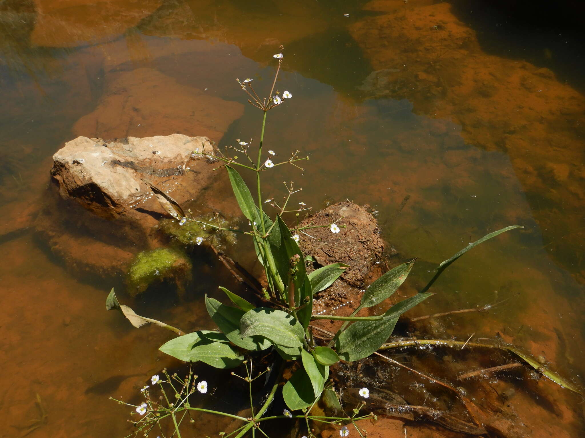Image of Narrow-leaved Water-plantain
