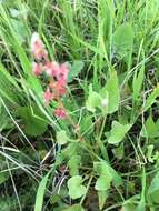 Rumex cyprius Murb. resmi