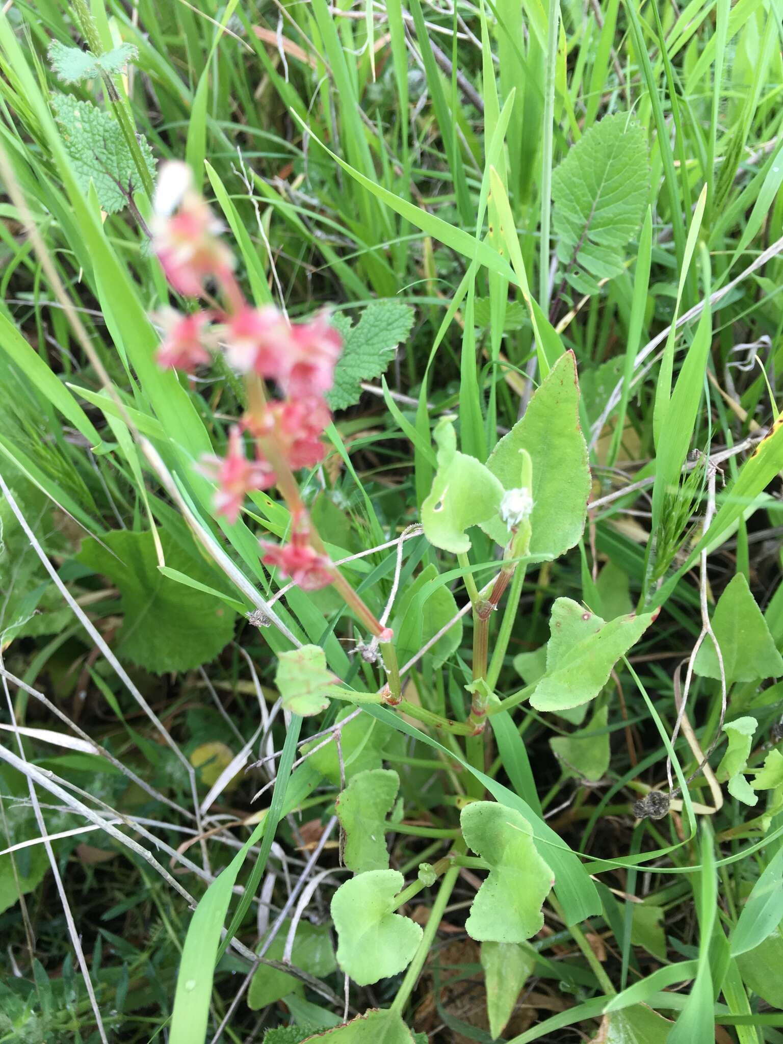 Rumex cyprius Murb. resmi