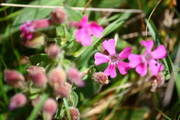 Image de Silene acutifolia Link ex Rohrb.