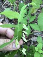 Image of Polygonatum biflorum var. biflorum