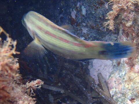 Image of East Atlantic Peacock Wrasse