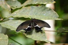 Sivun Papilio iswara White 1842 kuva