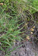 Image of Yellow Woodrush