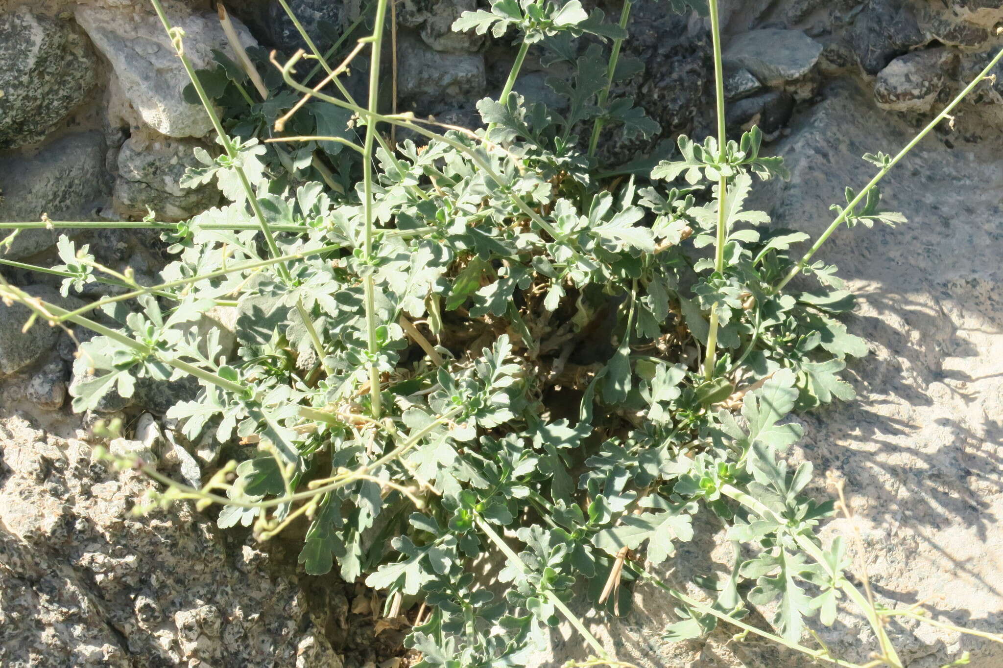 Image of Scrophularia deserti Del.