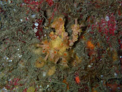 Image of Yellow encrusting anemone