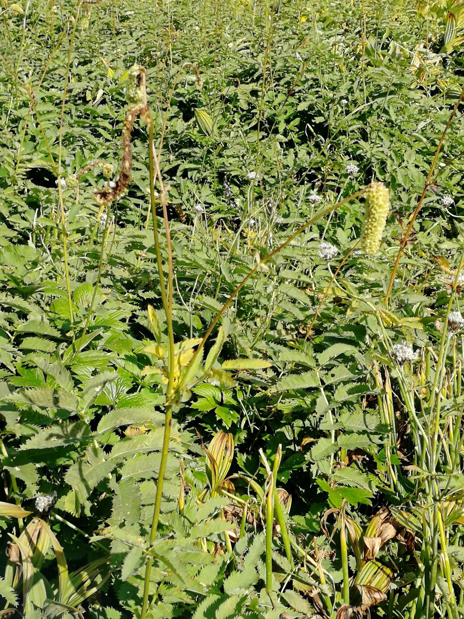 Imagem de Sanguisorba alpina Bunge