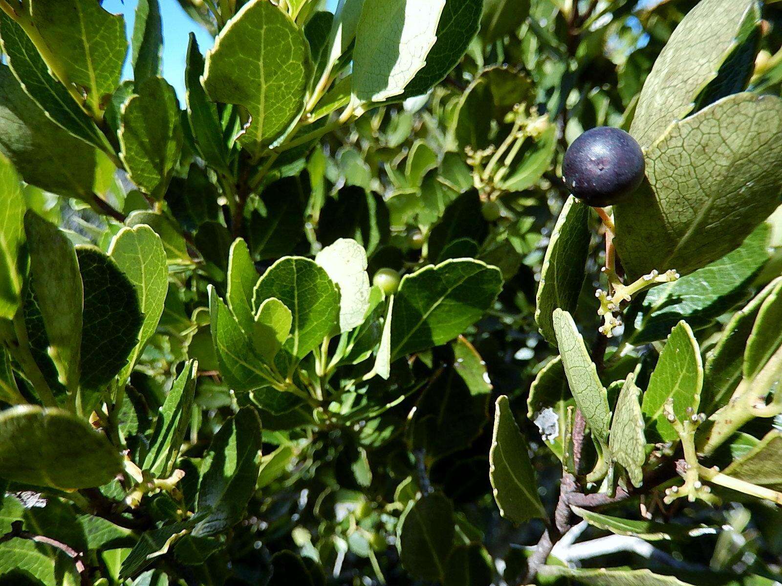 Image of Cassine peragua subsp. peragua