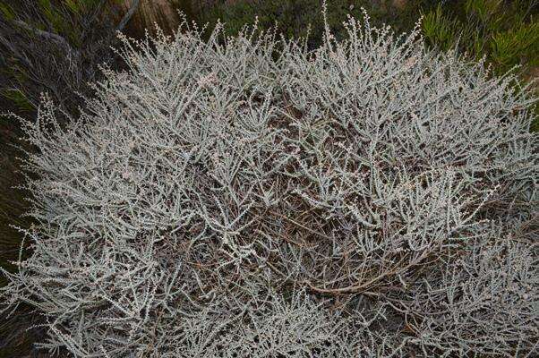 Imagem de Elytropappus gnaphaloides (L. fil.) Levyns