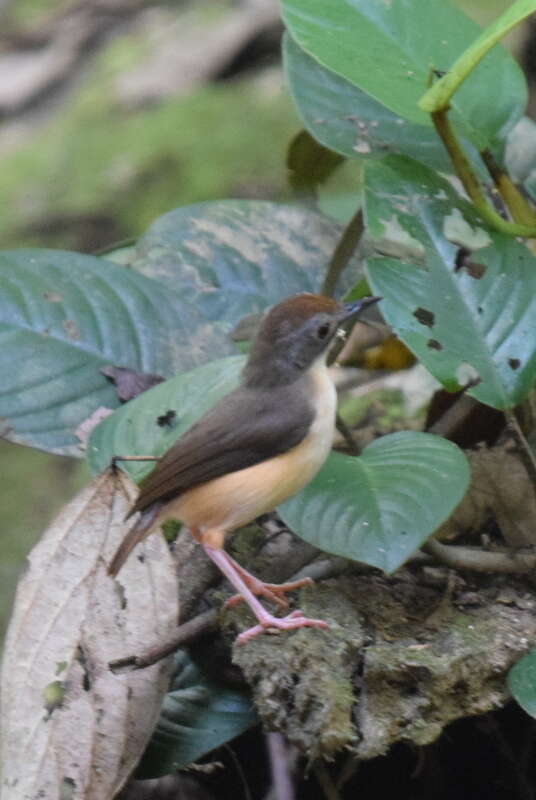 Image of Short-tailed Babbler