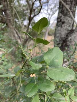 Image de Carissa bispinosa var. bispinosa