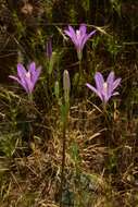 Sivun Brodiaea sierrae R. E. Preston kuva