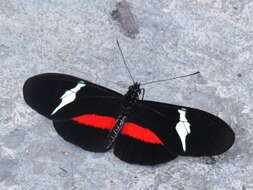 Image of <i>Heliconius <i>clysonymus</i></i> clysonymus