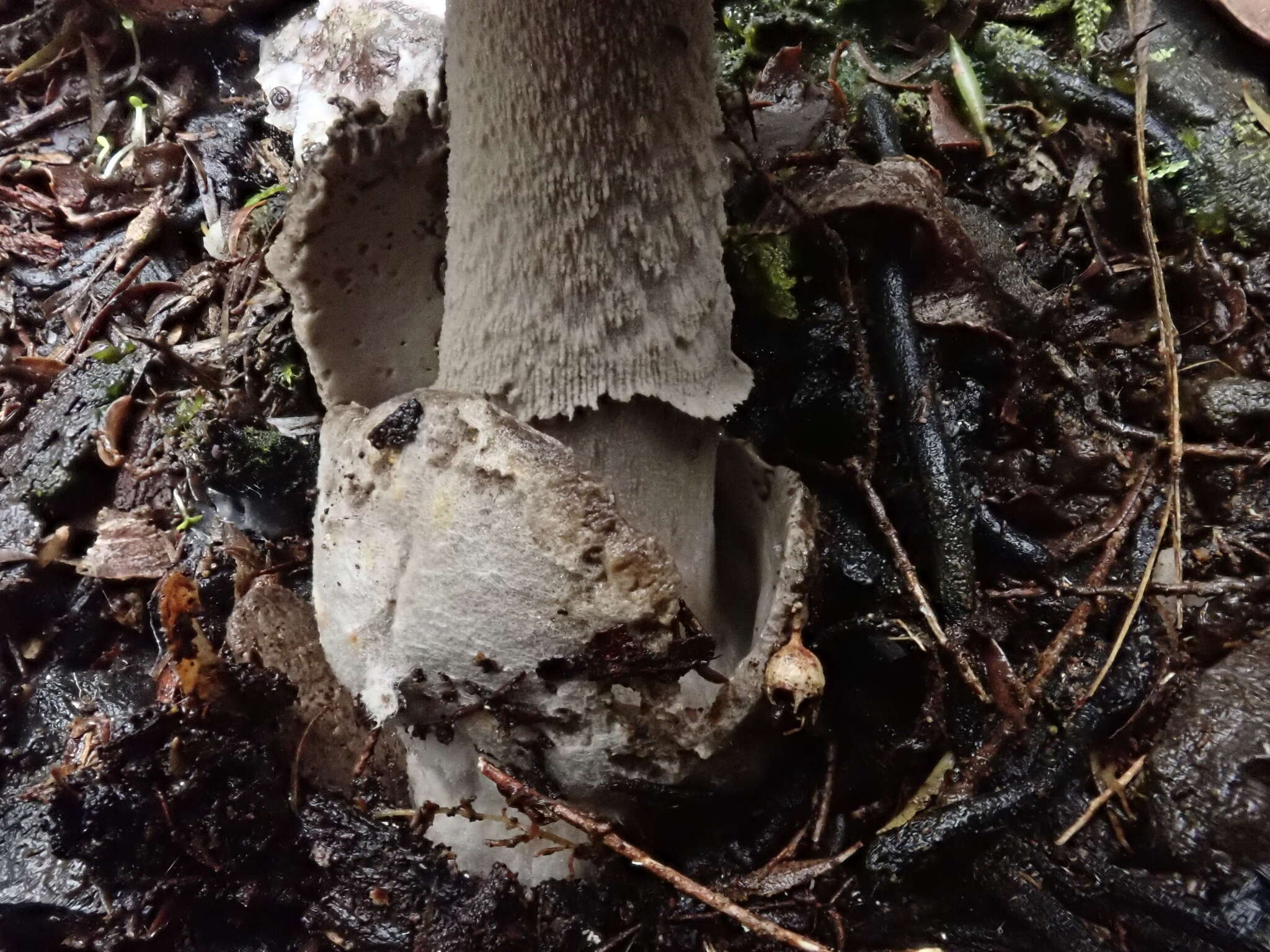 Image of Amanita cheelii P. M. Kirk 2013