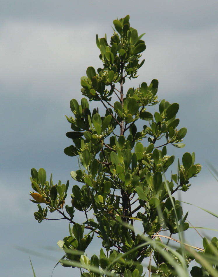 Image of <i>Lumnitzera <i>racemosa</i></i> var. racemosa