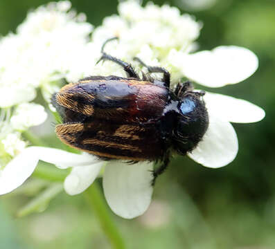 صورة Eulasia (Trichopleurus) vittata (Fabricius 1775)