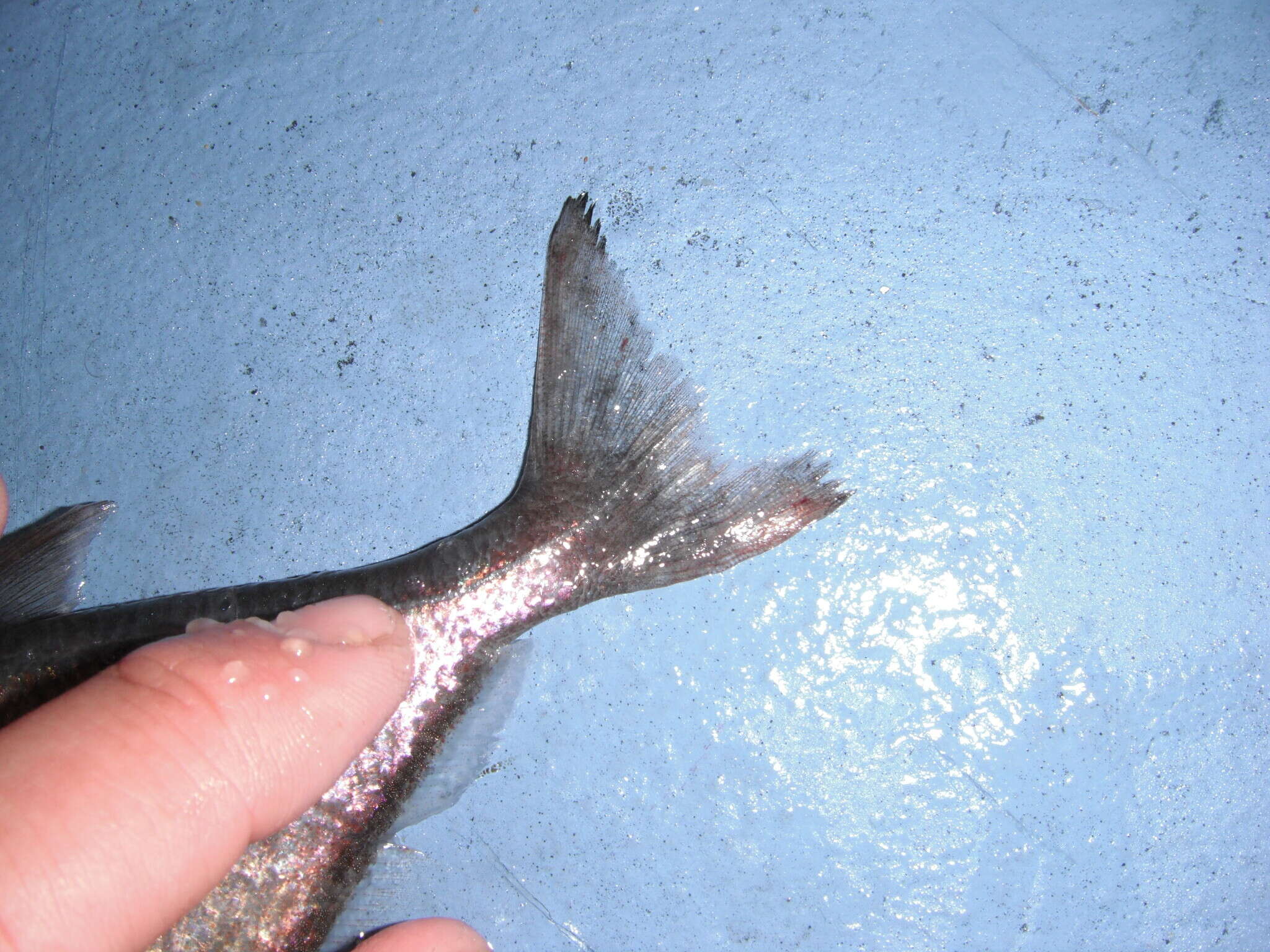 Image of Copper sweeper