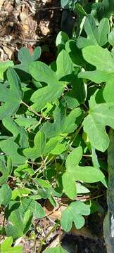 Image of Passiflora zapalinamensis Kuethe, Encina & Cruz-Anaya