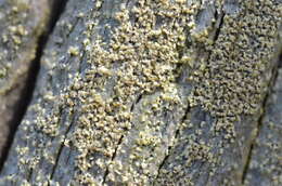 Image of cockleshell lichen