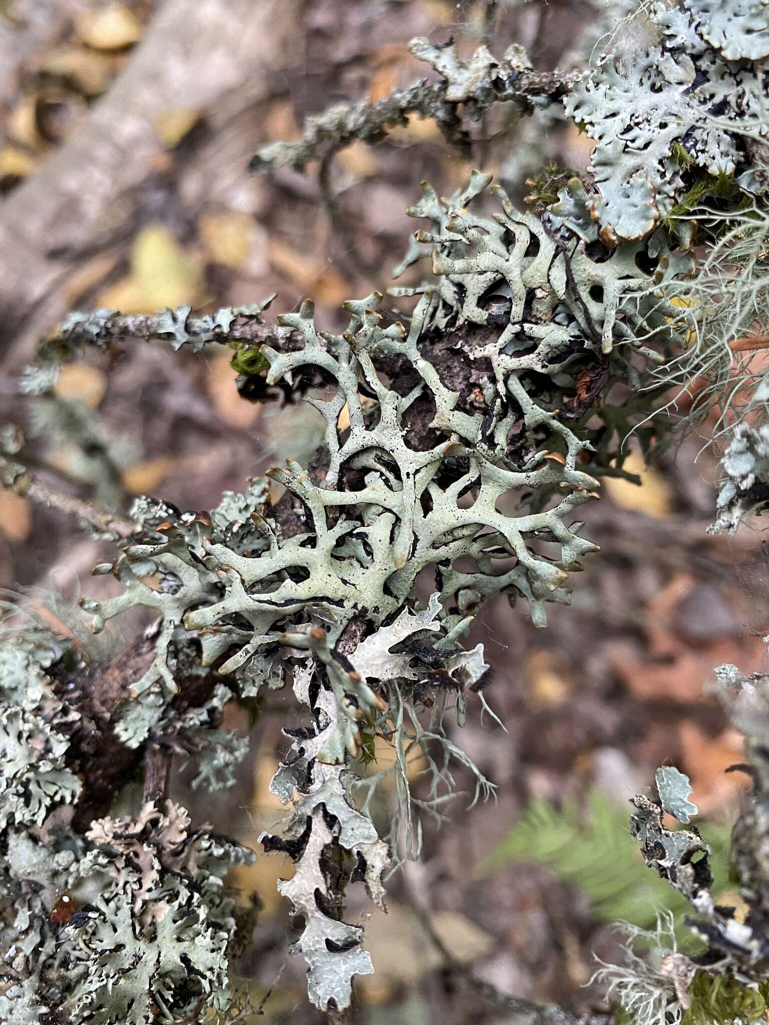 Image of inactive tube lichen