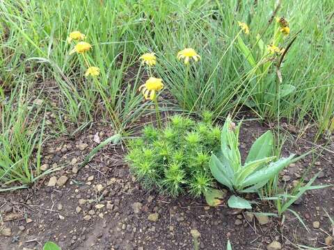 Image of Euryops transvaalensis Klatt