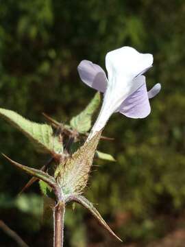 Image of Barleria humbertii Benoist