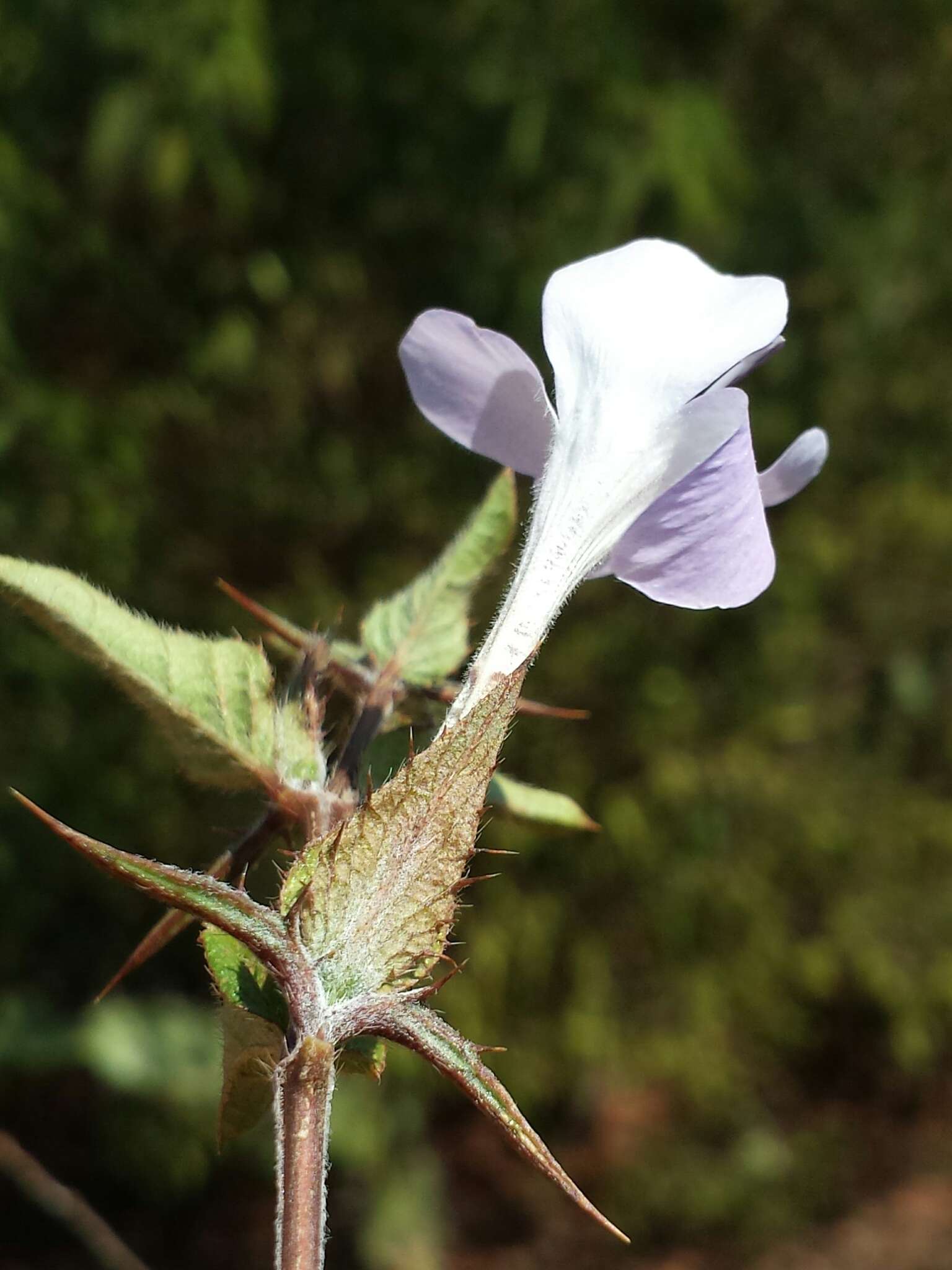 Plancia ëd Barleria humbertii Benoist