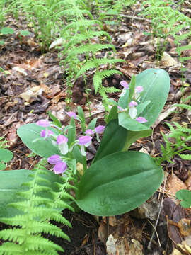 Image of showy orchid