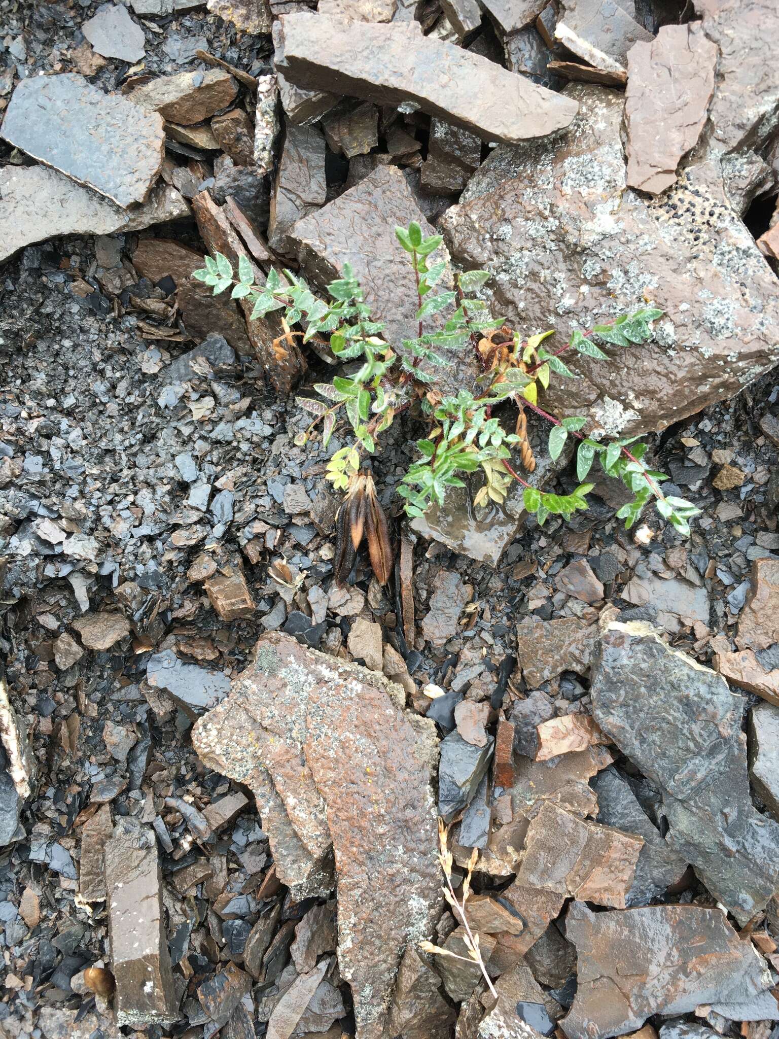 Image of <i>Oxytropis nigrescens</i> var. <i>lonchopoda</i> Barneby