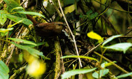 Image of Sepia-brown Wren