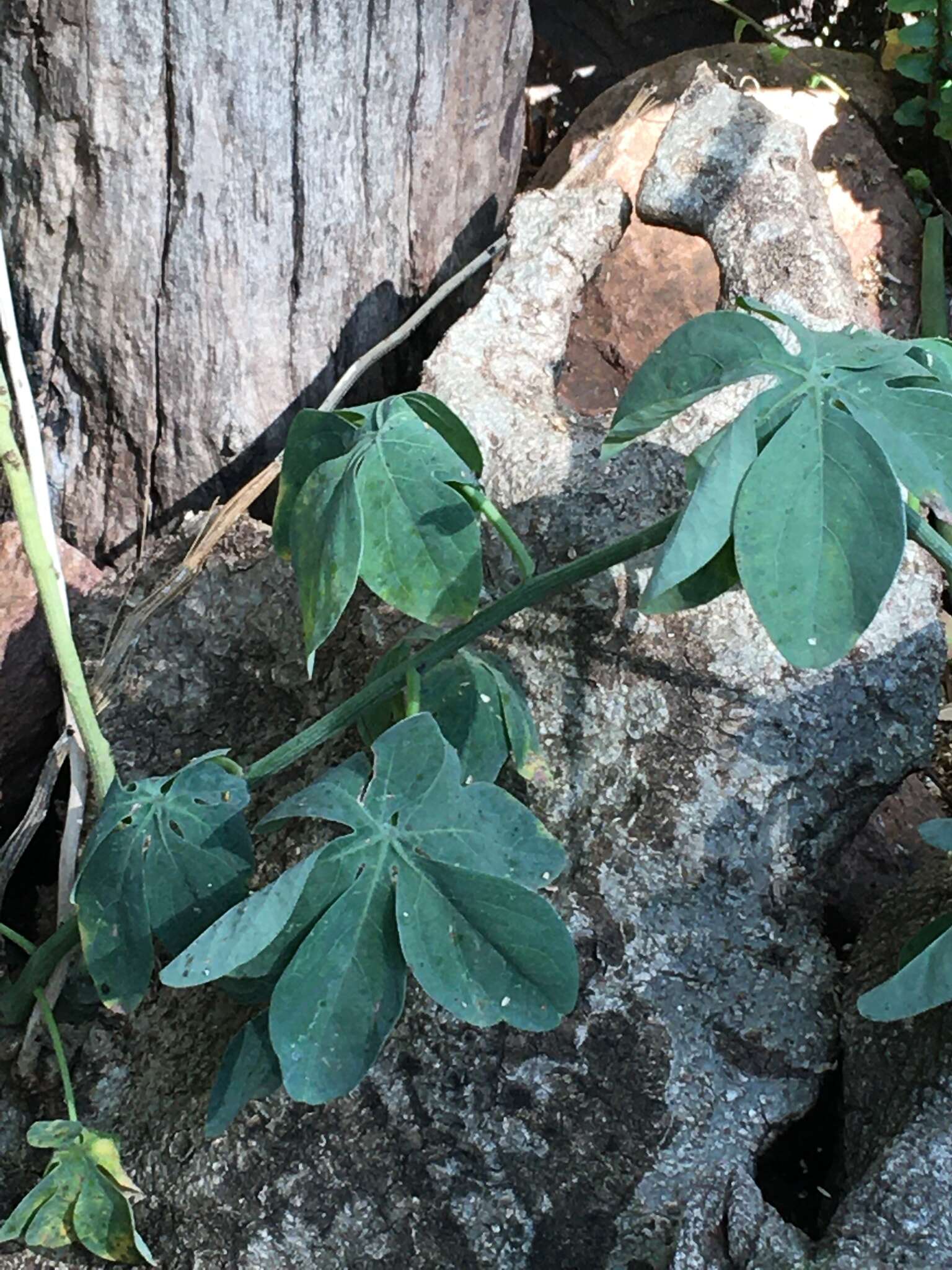 Image of desert rose