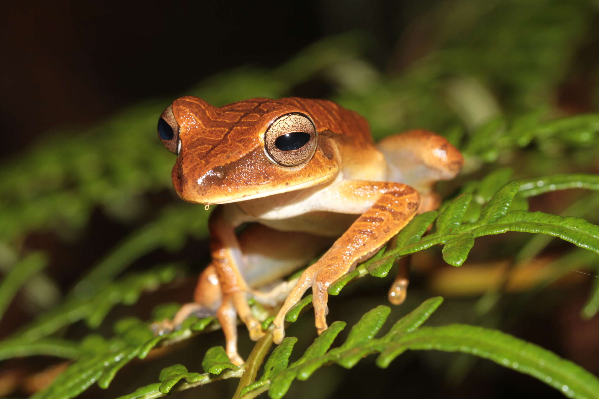 Image of Boana multifasciata (Günther 1859)