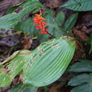 Image of Pitcairnia elliptica Mez & Sodiro