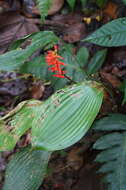 Image of Pitcairnia elliptica Mez & Sodiro