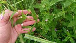 Imagem de Rhexia mariana var. interior (Pennell) Kral & Bostick