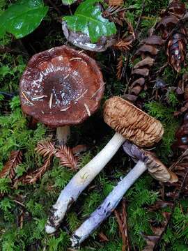 Image of Cortinarius seidliae Ammirati, Niskanen & Liimat. 2015