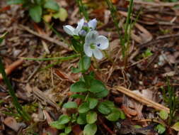 Слика од Veronica repens Clarion ex DC.