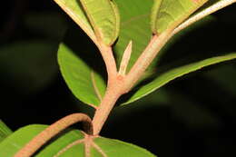 Image of Henriettea patrisiana DC.