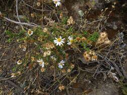 Image of Diplostephium meyenii (Sch. Bip.) Wedd.