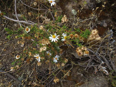 Image de Diplostephium meyenii (Sch. Bip.) Wedd.